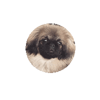 Saripaintscreativespace mochi peeker pekingese spcs Sticker