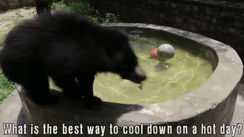 Rescued Sloth Bear Cools Off in India With a Fun Swim
