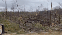 Trees Flattened in Alabama in Wake of Tornado-Warned Storm