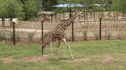 Atlanta Atl GIF by ZooATL