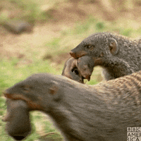 Tired Baby GIF by BBC America