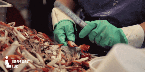 pbs crab GIF by Independent Lens
