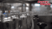 Currypaule hot food brand germany GIF