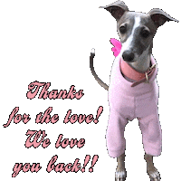 Italian Greyhound Piper Sticker by normanandpiper