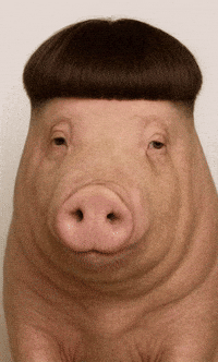 Pig Cory GIF