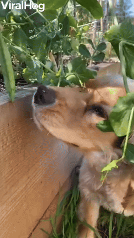 Puppy Raiding the Garden