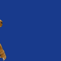 New York Basketball GIF by Hofstra University