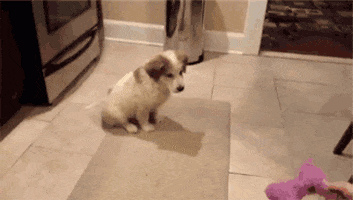 puppy playing GIF