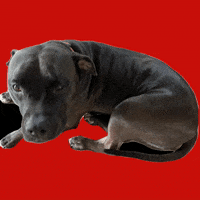 Dog Wagging GIF