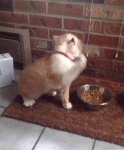 cat hair GIF