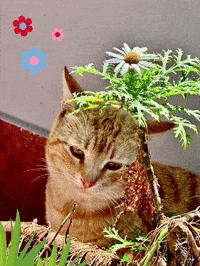 Stray Cat GIF