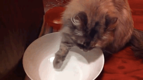 pawing GIF