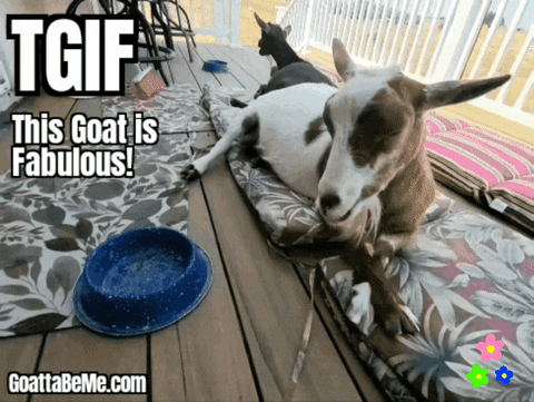 Goat Cute Goats GIF by Goatta Be Me Goats! Adventures of Pumpkin, Cookie and Java!