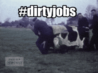 Dirty Jobs Bull GIF by Fries Film & Audio Archief