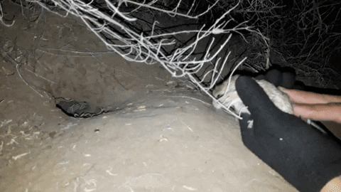 atarquino giphygifmaker rodent octodontidae GIF