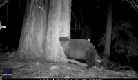 Black Bear Enjoys Back Scratch on 'Rubbin' Tree'