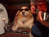 Dog Playing GIF