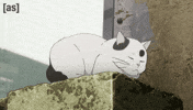 Wake Up Cat GIF by Adult Swim