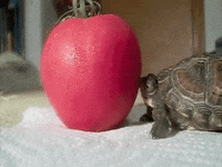 firs describe GIF