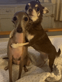 Dogs Embracing GIF