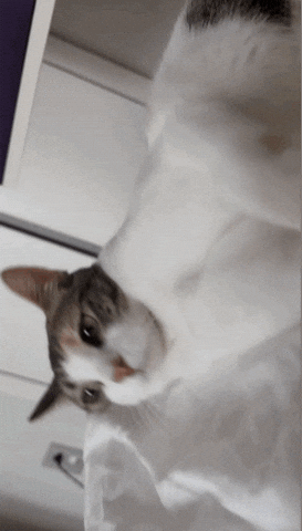 Cat Meow GIF