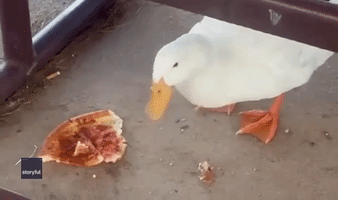 Duck Goes Quackers for Leftover Pizza