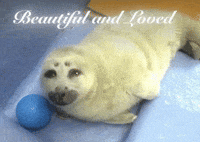 Seal Nico GIF