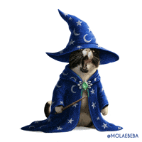 Harry Potter Cat GIF