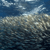 Pbs Nature Swimming GIF by Nature on PBS