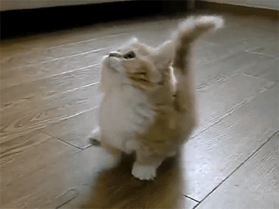 Video gif. Fluffily cat looks up as it skitters frantically from side to side.