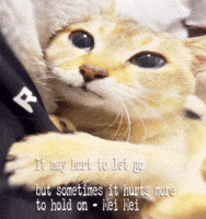 Mei Mei Cat GIF