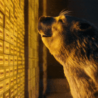 YellaWood gold diy wood do it yourself GIF