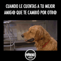 GIF by Prudence México