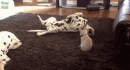 am GIF