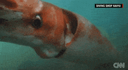 Sea Creature News GIF by Mic