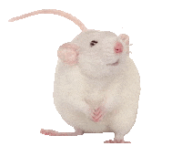 Guinea Pig Love Sticker