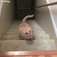 big cat absolute unit GIF by ViralHog