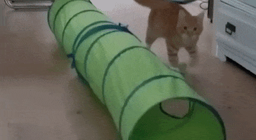 cat ball skills GIF