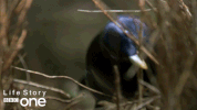 bbc one bird GIF by BBC