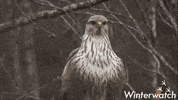 wildlife GIF by BBC Earth