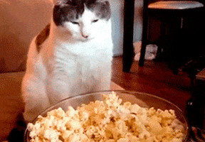 Video gif. A bowl of popcorn sits before a cat, who slowly licks its lips.