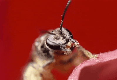 bee pollen GIF