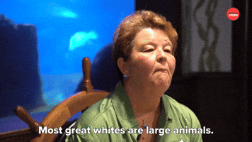 Great Whites Are Large Animals