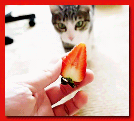 cat eating GIF by Cheezburger