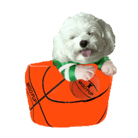 march madness dog Sticker by MISO PUP