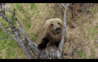 trees dancing GIF