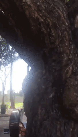 Miami Squirrel Gets Its Pizza to Go ... Up a Tree