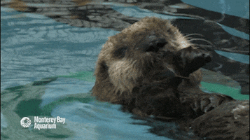 sea otter GIF by Monterey Bay Aquarium