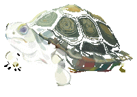 Happy Turtle Sticker