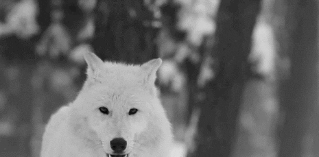 wolf forest GIF